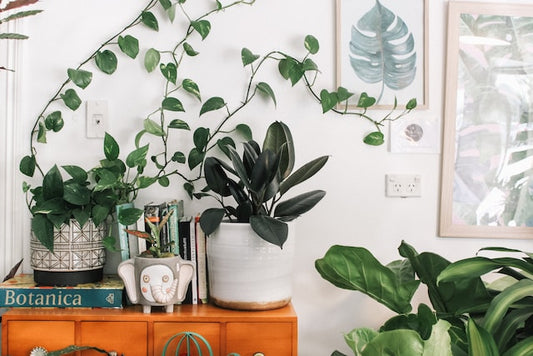 Unlock the Magic of Vastu Plants: Infuse Your Home with Positive Vibes and Prosperity