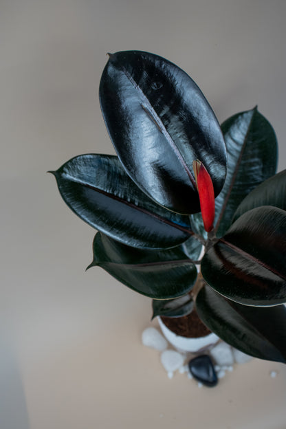 Baby Rubber Plant With Self Watering Pot by PottPlant