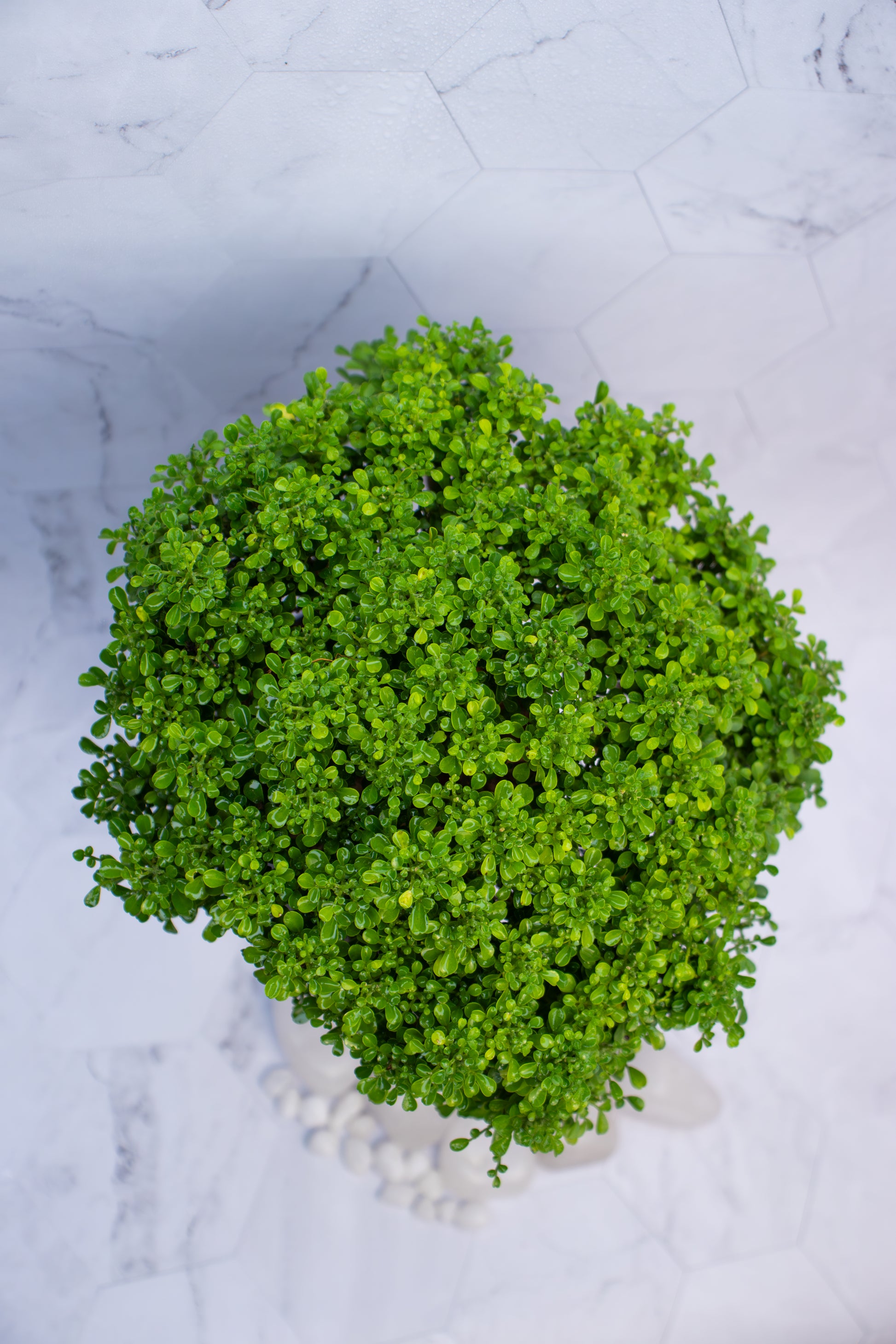 Table Kamini plant with Self Watering Pot  , close-up 